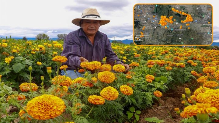 ¿Quieres comprar una flor de cempasúchil mexicana? Aquí están los productores