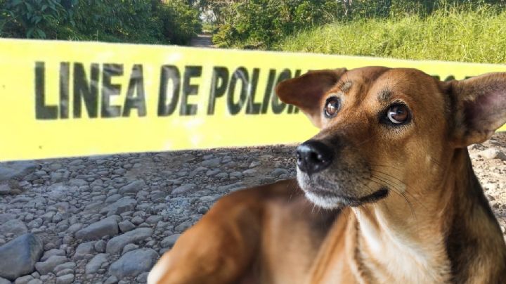 Acompañado de su perrito, hallan cadáver de hombre en Tulancingo