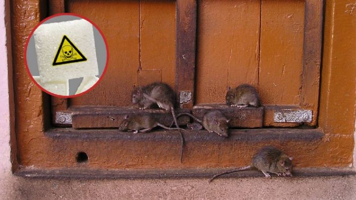 ¿Cómo eliminar ratas de mi casa?