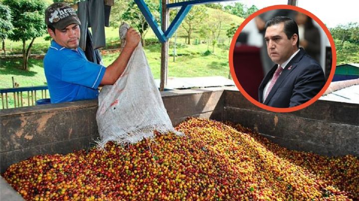 Hidalguenses abandonan cafetales, cae 15 por ciento el número de productores