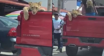 VIDEO | Captan a león cachorro que lo pasean en camioneta, en Palenque