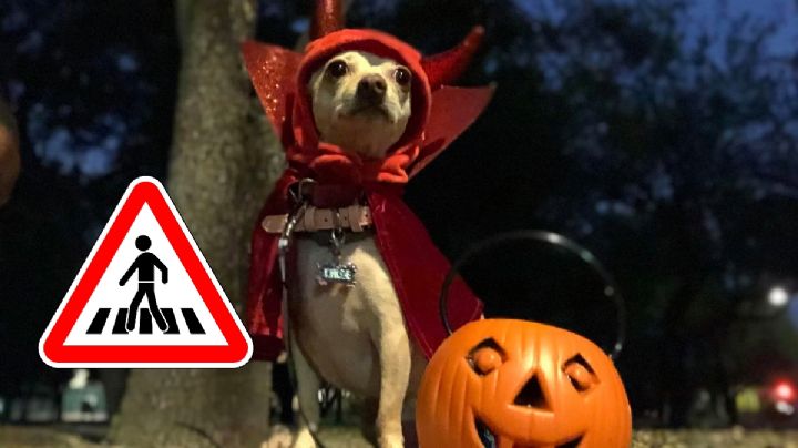 Caminata del Terror: Así será el concurso para perritos disfrazados en el Edomex