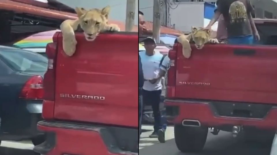 En un video aparecen decenas de personas, entre éstas un elemento policiaco que sólo observa al animal sobre el vehículo, luego sonríe, se da la vuelta y se retira