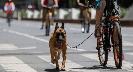 Amores y odios perros