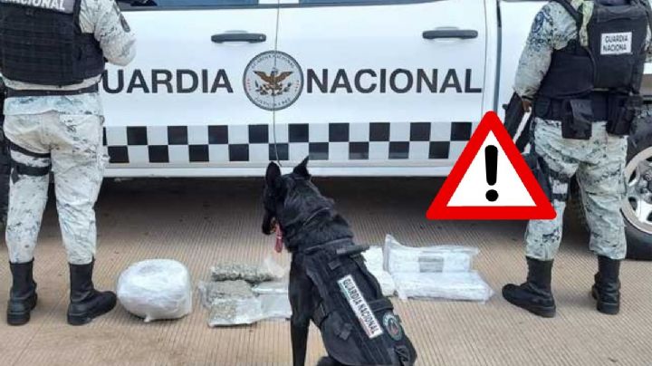 En septiembre, binomios caninos rastrearon 32 paquetes de marihuana en Veracruz