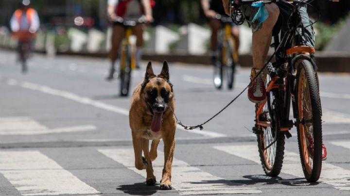 Amores y odios perros