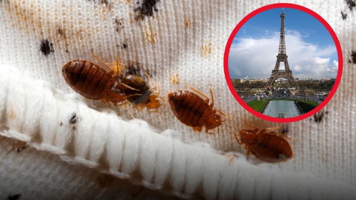 No sólo México... las chinches llegan a París, ¿por qué hay una plaga en el mundo?