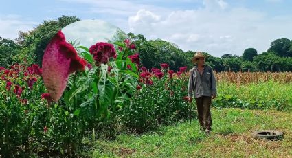 Moco de Pavo, la flor de Día de Muertos que da un respiro al campo en Medellín