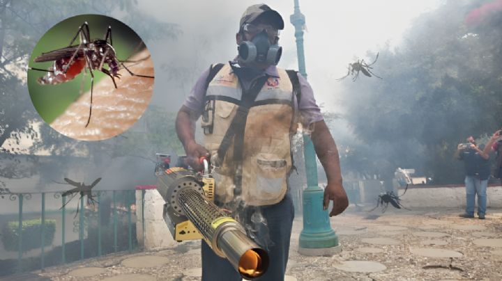 Alertan por plaga de mosquitos en Tuxpan, Veracruz