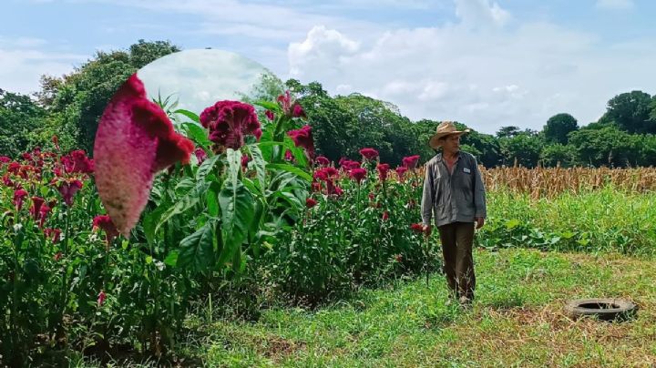 Moco de Pavo, la flor de Día de Muertos que da un respiro al campo en Medellín
