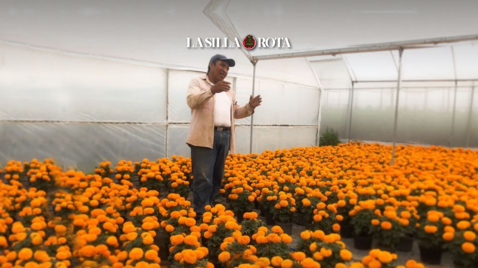 Representante de productores de flor de cempasúchil en la zona de la montaña de Texcoco, espera que se recuperen las ganancias de este negocio