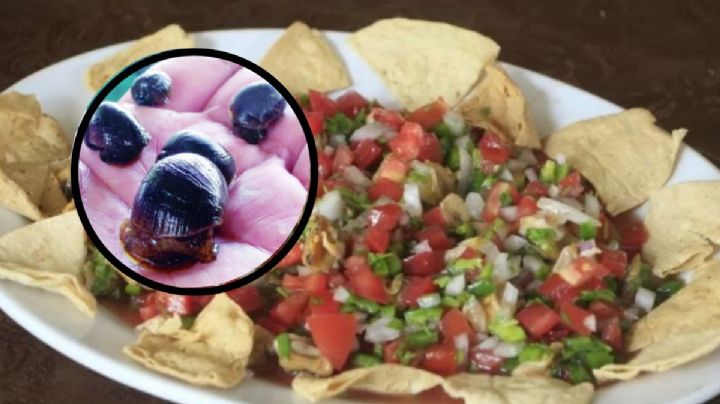 ¿Sabes que es el tegogolo? Por esta razón habrá un festival en Veracruz