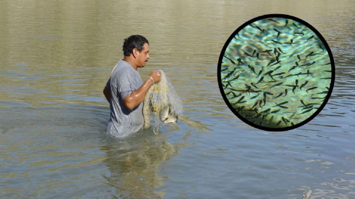 Nácara, el pez que sale en los ríos de Veracruz tras fuertes lluvias