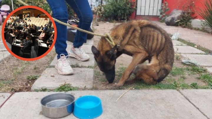 Esta nueva sanción, proponen diputados de Hidalgo contra violentadores de mascotas