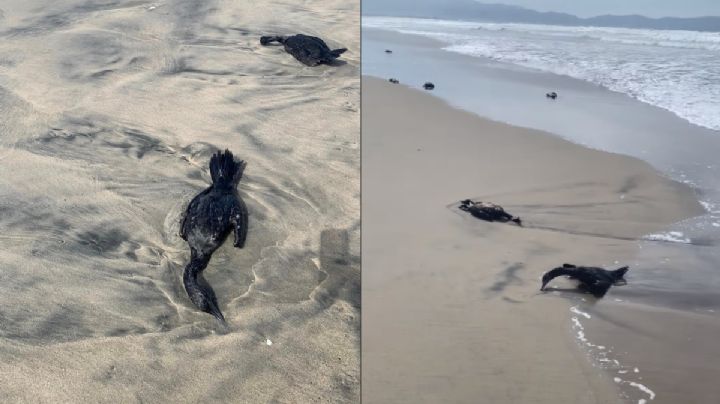 VIDEO| ¿Qué pasa en Playa Hermosa? Aparecen docenas de patos muertos; esto se sabe