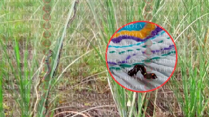 Gusano medidor, plaga atípica que devora sembradíos y regresó a Papantla, Veracruz