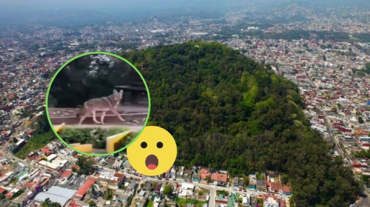 Video: Captan coyote en el Cerro de Macuiltépetl en Xalapa