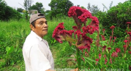 Eugenio: 50 años sembrando cempasúchil y mano de león en el sur de Veracruz