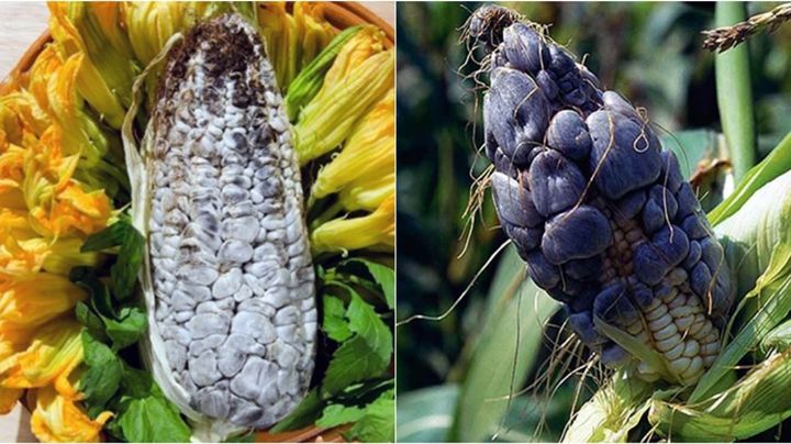 UNAM crea técnica para producir huitlacoche todo el año