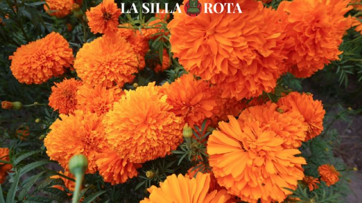 San Francisco Putla, la comunidad florícola que llena de color el Día de Muertos