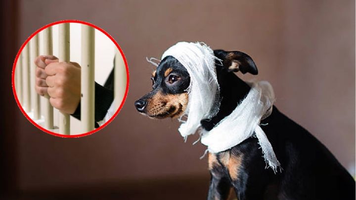 ¿Haces esto a tu perro para que se vea bonito? podrías ganarte 5 años de cárcel