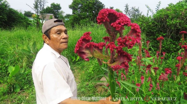 Eugenio: 50 años sembrando cempasúchil y mano de león en el sur de Veracruz