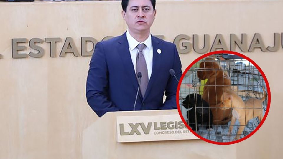 Gustavo Adolfo Alfaro presentó la propuesta de sancionar a quienes comercialicen mascotas en las calles y en las redes sociales.