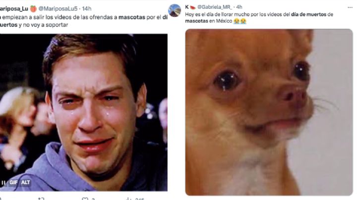 Día de Muertos: Estos son los mejores memes para recibir a las mascotas en tu ofrenda