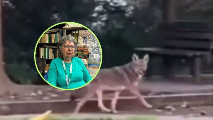 ¿Es un coyote el animal captado en el Cerro de Macuiltépetl? Especialista despeja dudas