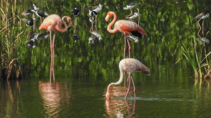 ¿Por qué flamingos llegaron a la laguna de Mandinga? Biólogo lo explica