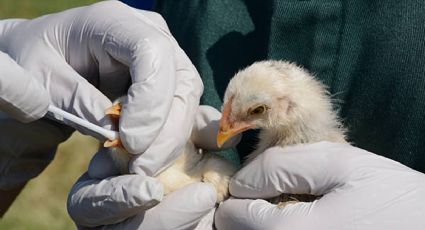 Detectan caso de influenza aviar de alta patogenicidad AH5 en granja de Sonora