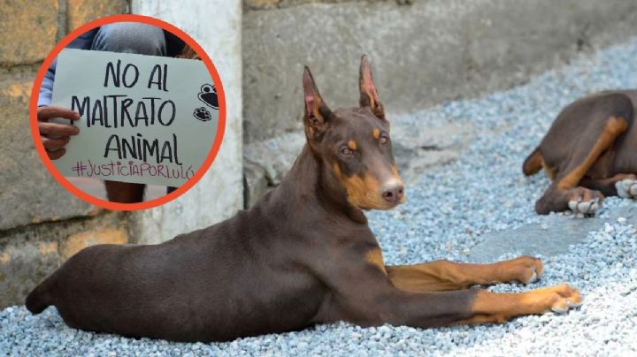 Arrojó agua hirviendo al perro de su vecina, pasó en Hidalgo