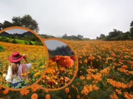 Este es el viral campo de flor de muerto cerca de Xalapa