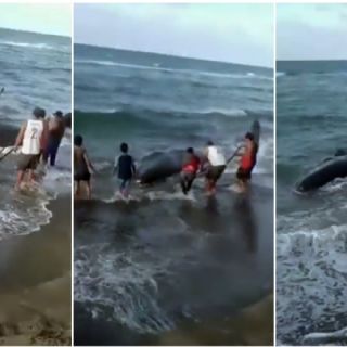 VIDEO: muere la ballena encallada en costa de Tabasco