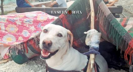 Beethoven, el perro migrante, llegó a la frontera en Ciudad Juárez