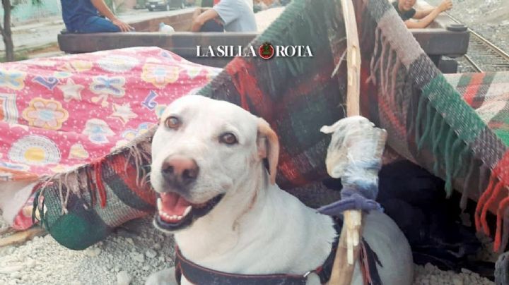 Beethoven, el perro migrante, llegó a la frontera en Ciudad Juárez