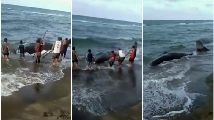 VIDEO: muere la ballena encallada en costa de Tabasco