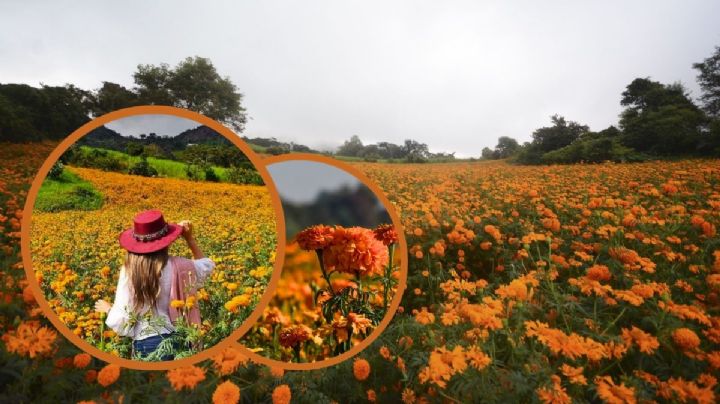 Este es el viral campo de flor de muerto en San Pablo Coapan, cerca de Xalapa