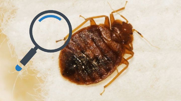 Plaga de chinches en la CDMX y en el mundo: ¿Qué tan grave y peligroso es?