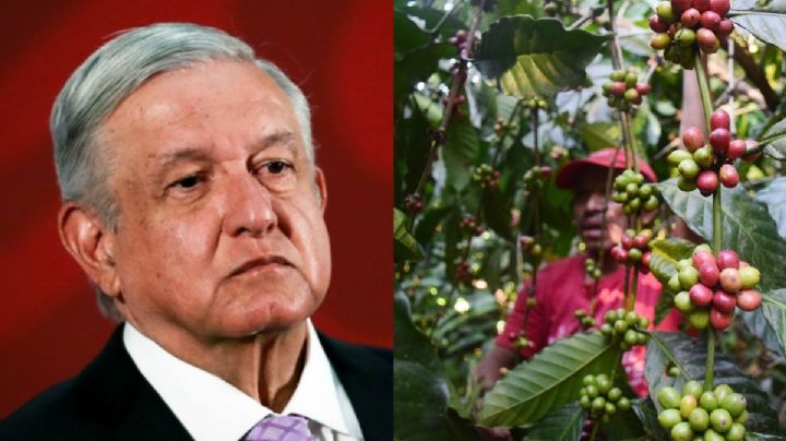 Exponen a AMLO represión de Nestlé contra cafetaleros de Veracruz