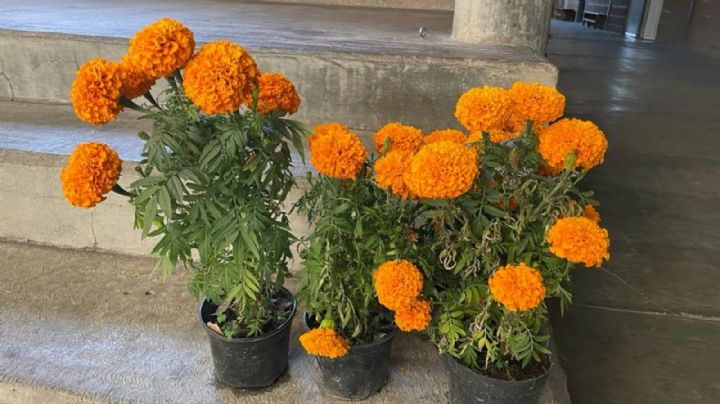 Ahora también venden flor de cempasúchil hecha en China