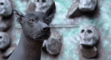 Día de Muertos: Xoloitzcuintle, el perro mexicano asociado a la muerte