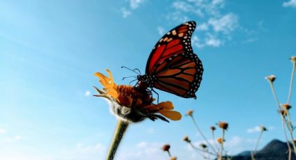 El  bosque secreto de las mariposas monarca en Guanajuato a 3 horas de León