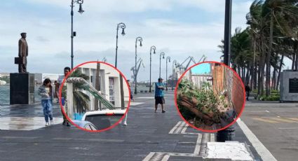 Frente frío 8: Vientos del norte tiran árboles, postes y semáforos en Veracruz