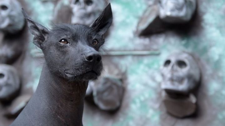 Día de Muertos: Xoloitzcuintle, el perro mexicano asociado a la muerte