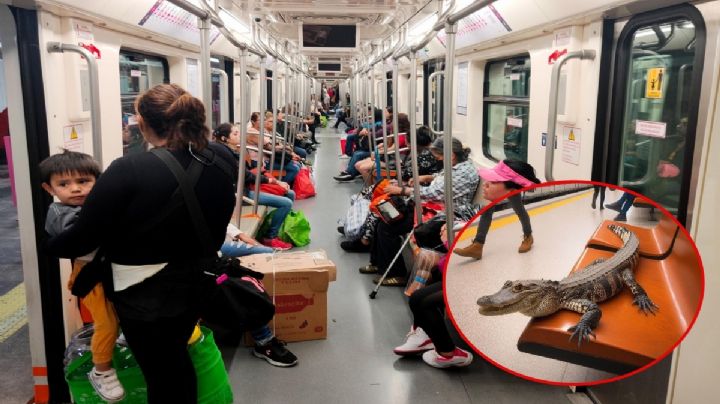 METRO CDMX | FOTOS: Encuentran cría de caimán y 11 tortugas en la Línea 7