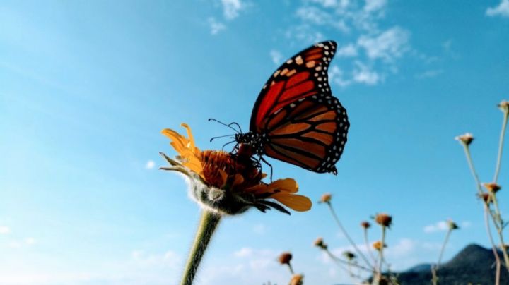 El  bosque secreto de las mariposas monarca en Guanajuato a 3 horas de León