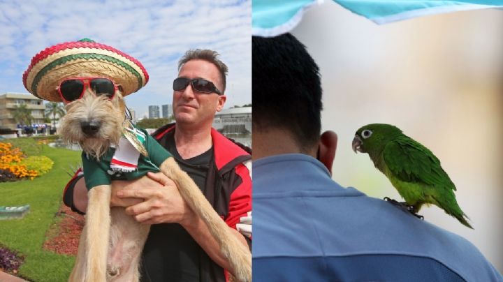 Estos son los animales más exóticos que sí puedes tener de mascota en la CDMX