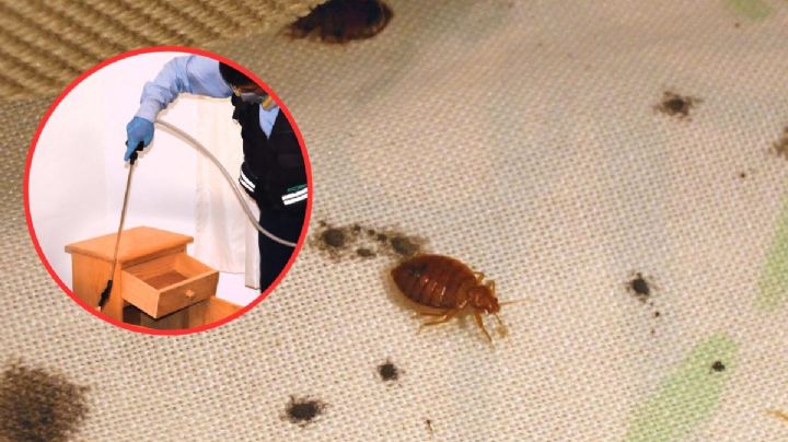 ¿Se te pegaron las chinches en la UNAM? Esto podría costarte la fumigación