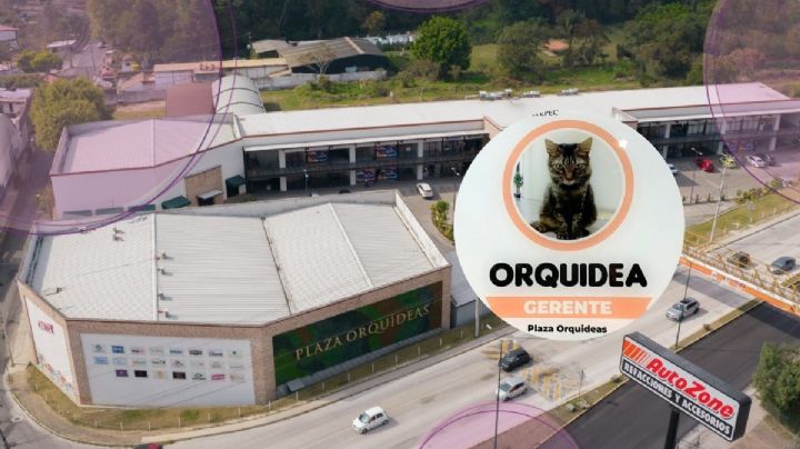 Orquídea: La gatita que es gerente de plaza comercial en Coatepec